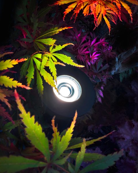 Luminius Mörkgrå från Lightson - En lampa med en smal ljusspridning (15&deg;) som passar till tr&auml;d d&auml;r stammen ska framh&auml;vas, alternativt d&auml;r du vill att ljuset ska n&aring; hela v&auml;gen upp i toppen p&aring; exempelvis h&ouml;ga tallar och bj&ouml;rkar.